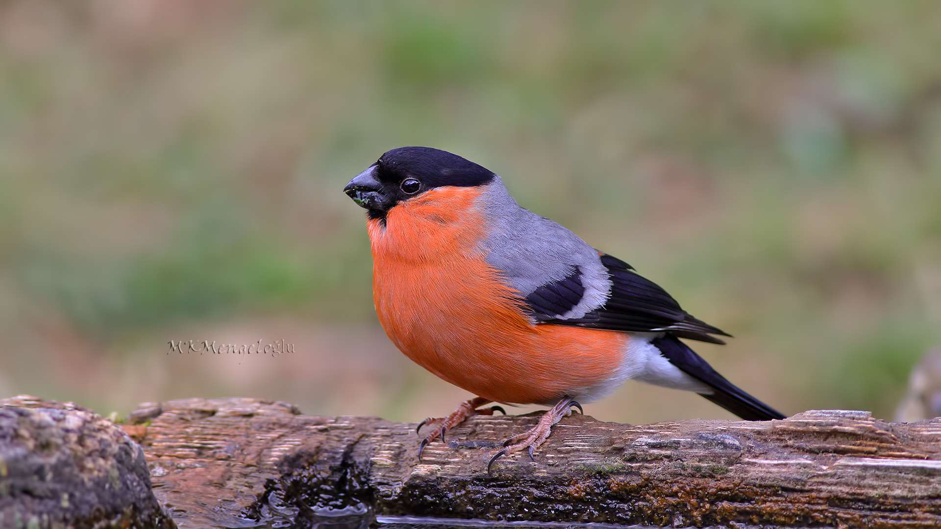 Eurasian Bullfinch